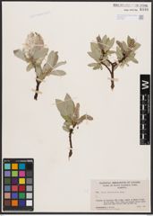 Salix barrattiana Hook.